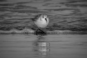 Stephen Nobbs - Sanderling Keeping Out Of The Bubbles